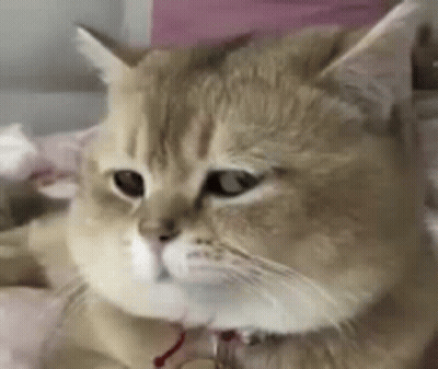 A Close Up Of A Cat Laying On A Bed With A Collar On . GIF