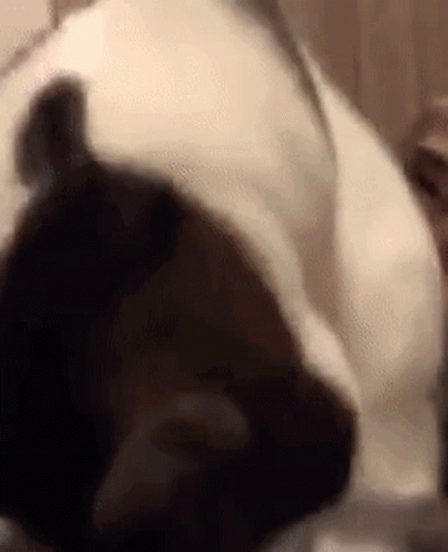 A Close Up Of A Cat Laying On A Bed With Its Head On A Pillow . GIF
