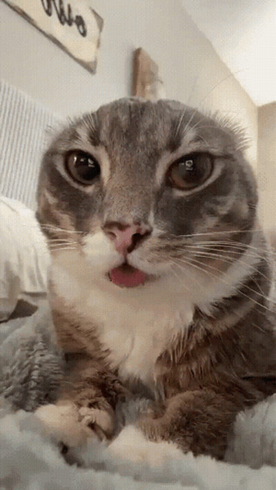 A Close Up Of A Cat Laying On A Bed With Its Tongue Sticking Out GIF