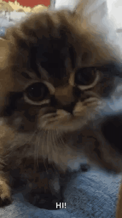 A Close Up Of A Cat Laying On A Bed With The Words Hi Written On The Bottom . GIF