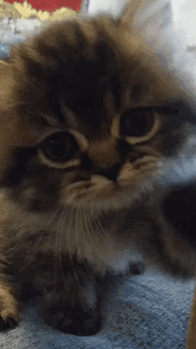 A Close Up Of A Cat Laying On A Blanket Looking At The Camera GIF
