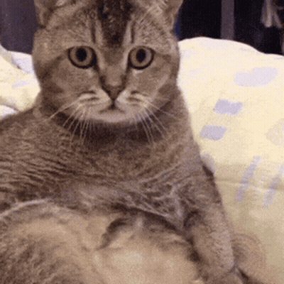 A Close Up Of A Cat Laying On A Blanket GIF