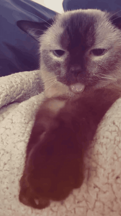 A Close Up Of A Cat Laying On A Blanket With Its Tongue Out GIF