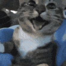 A Close Up Of A Cat Laying On A Blue Blanket GIF