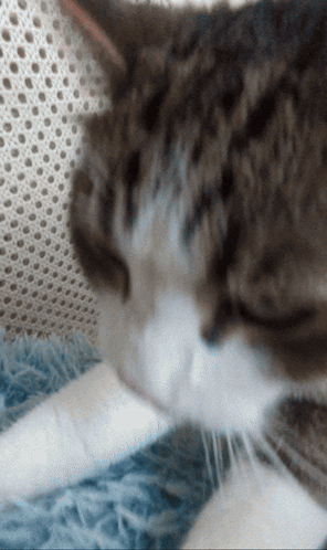 A Close Up Of A Cat Laying On A Blue Blanket With Its Eyes Closed GIF