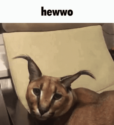 A Close Up Of A Cat Laying On A Chair With The Words Hewwo Written Above It . GIF