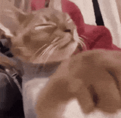 a close up of a cat laying on a couch with its eyes closed