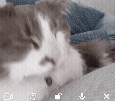 A Close Up Of A Cat Laying On A Person 'S Lap With A Microphone Icon In The Corner GIF