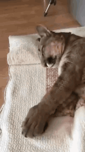 A Close Up Of A Cat Laying On A Rug On The Floor . GIF