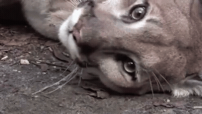 A Close Up Of A Cat Laying On The Ground Looking At The Camera . GIF