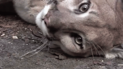 A Close Up Of A Cat Laying On The Ground Looking At The Camera . GIF