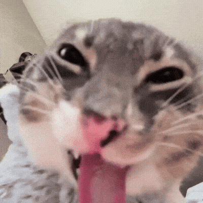 A Close Up Of A Cat Licking Its Nose GIF