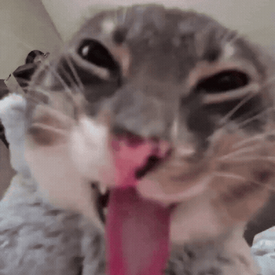 A Close Up Of A Cat Licking Its Nose With Its Tongue Hanging Out . GIF