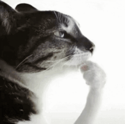 A Close Up Of A Cat Licking Its Paw On A White Background GIF
