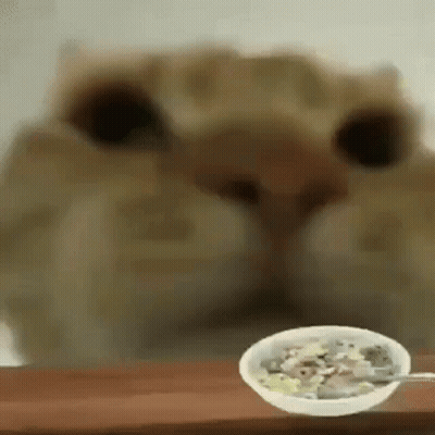 A Close Up Of A Cat Looking At A Bowl Of Food . GIF