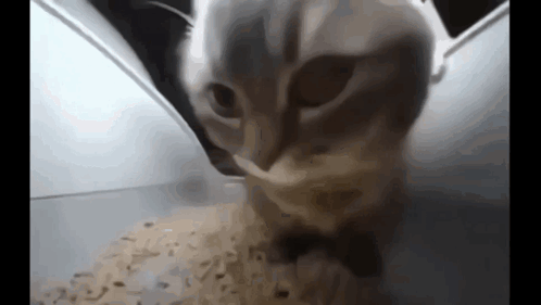 A Close Up Of A Cat Looking At A Pile Of Rice GIF