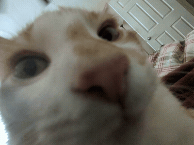 A Close Up Of A Cat Looking At The Camera GIF