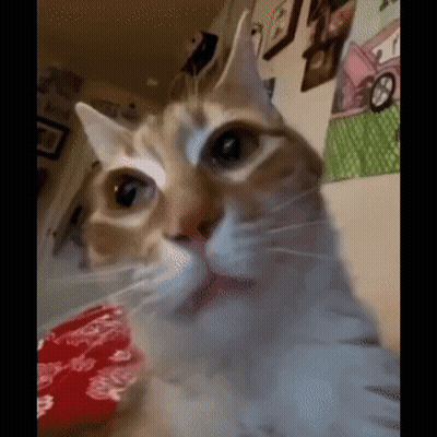 A Close Up Of A Cat Looking At The Camera In A Living Room . GIF