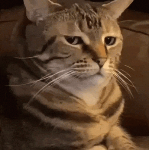 A Close Up Of A Cat Looking At The Camera GIF