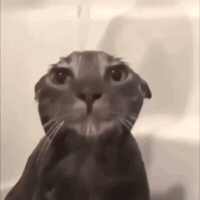 A Close Up Of A Cat Looking At The Camera While Taking A Bath . GIF