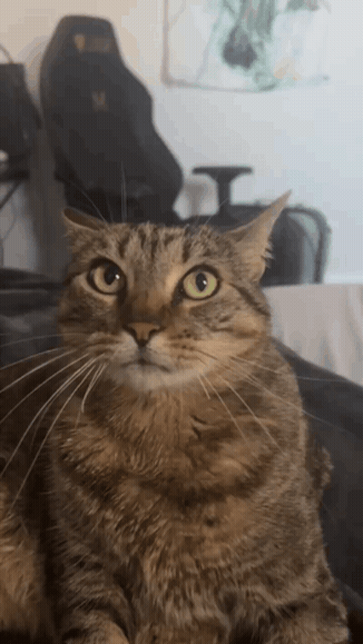 A Close Up Of A Cat Looking At The Camera With A Black Chair In The Background GIF