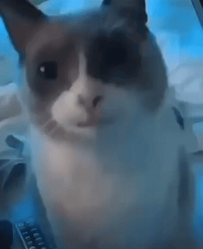 A Close Up Of A Cat Looking At The Camera With A Remote Control In The Background GIF