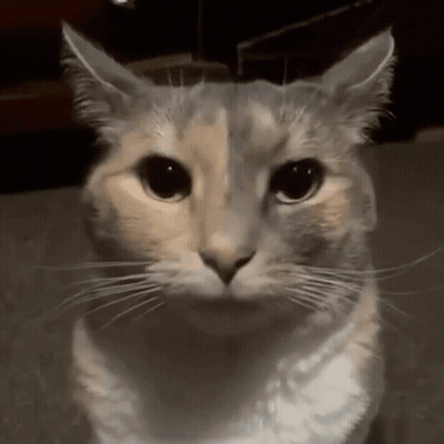 A Close Up Of A Cat Looking At The Camera With A Serious Look On Its Face GIF
