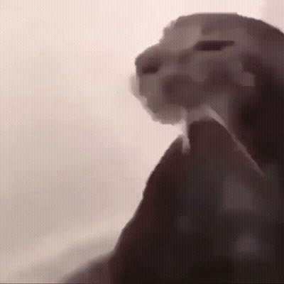 A Close Up Of A Cat Looking At The Camera With Its Mouth Open . GIF