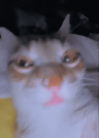 A Close Up Of A Cat Looking At The Camera GIF