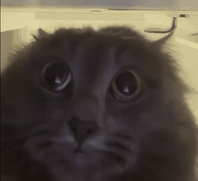 A Close Up Of A Cat Looking At The Camera GIF