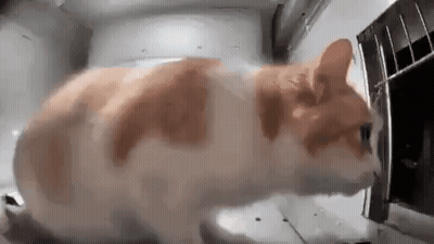 A Close Up Of A Cat Looking Into A Microwave Oven . GIF