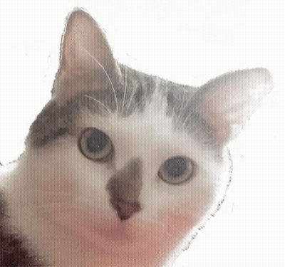 A Close Up Of A Cat Looking Up At The Camera . GIF
