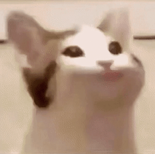 A Close Up Of A Cat Looking Up At The Camera With Its Mouth Open . GIF