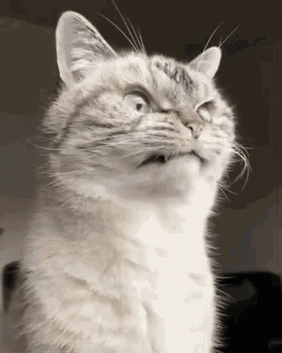 A Close Up Of A Cat Looking Up With Its Mouth Open GIF