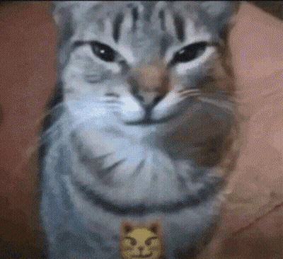 A Close Up Of A Cat Making A Funny Face GIF