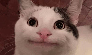 A Close Up Of A Cat Making A Funny Face . GIF