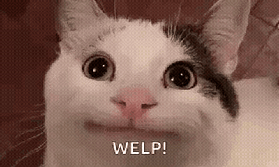 A Close Up Of A Cat Making A Funny Face And Looking At The Camera . GIF