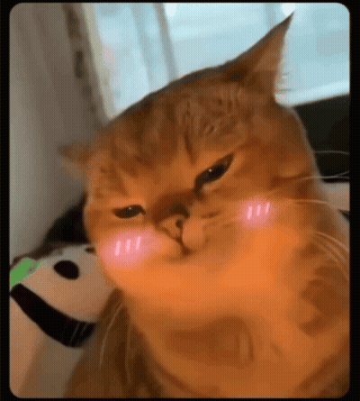 A Close Up Of A Cat Making A Funny Face With Its Paws On Its Cheeks . GIF