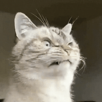 A Close Up Of A Cat Making A Surprised Face GIF