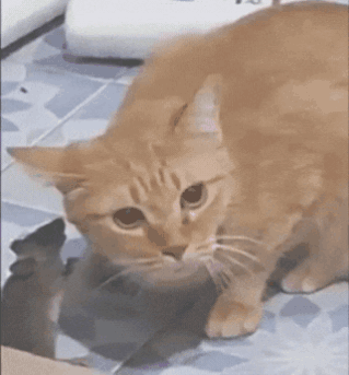 A Close Up Of A Cat On A Tiled Floor GIF