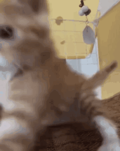 A Close Up Of A Cat Playing With A Toy GIF