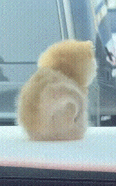 A Close Up Of A Cat 'S Ear On A Table GIF