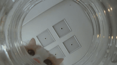 A Close Up Of A Cat 'S Eye Looking Through A Clear Glass GIF
