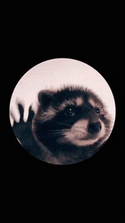 A Close Up Of A Cat 'S Eye With A Black Background GIF