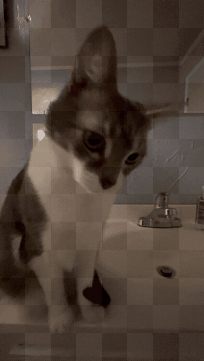 A Close Up Of A Cat 'S Eye With A Blurred Background GIF