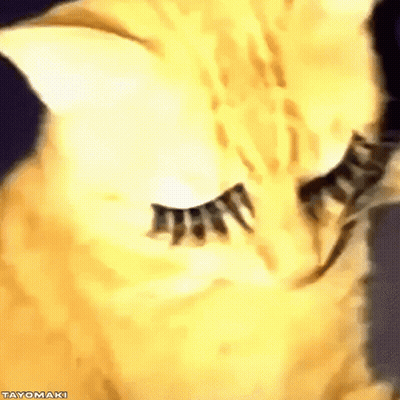 A Close Up Of A Cat 'S Eye With Fake Eyelashes . GIF