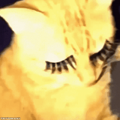 A Close Up Of A Cat 'S Eye With False Eyelashes On It GIF