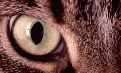 A Close Up Of A Cat 'S Eye With Green Eyes GIF