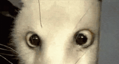 A Close Up Of A Cat 'S Eyes Looking At The Camera With A Surprised Look On Its Face . GIF
