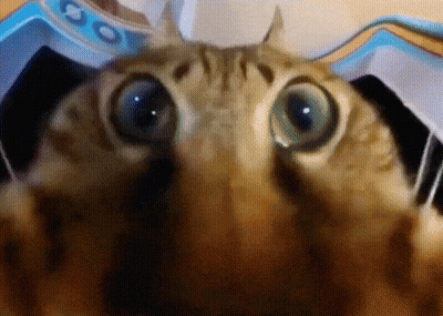 A Close Up Of A Cat 'S Eyes Looking Up At The Camera GIF